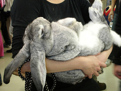 giant french lop rabbit